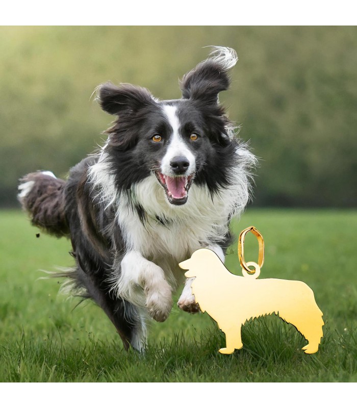 collar de perro border collie