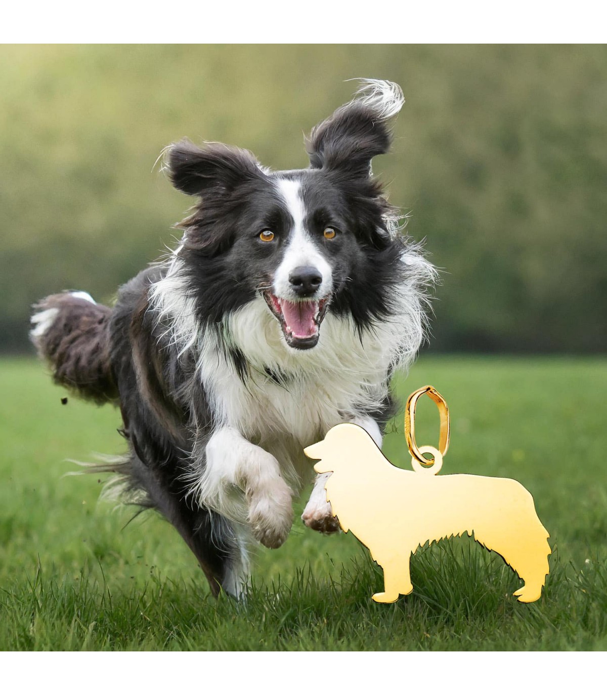 collar de perro border collie