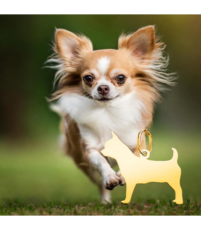 Collana cane Chihuahua - Ciondolo con incisione gratuita nome di animale domestico.