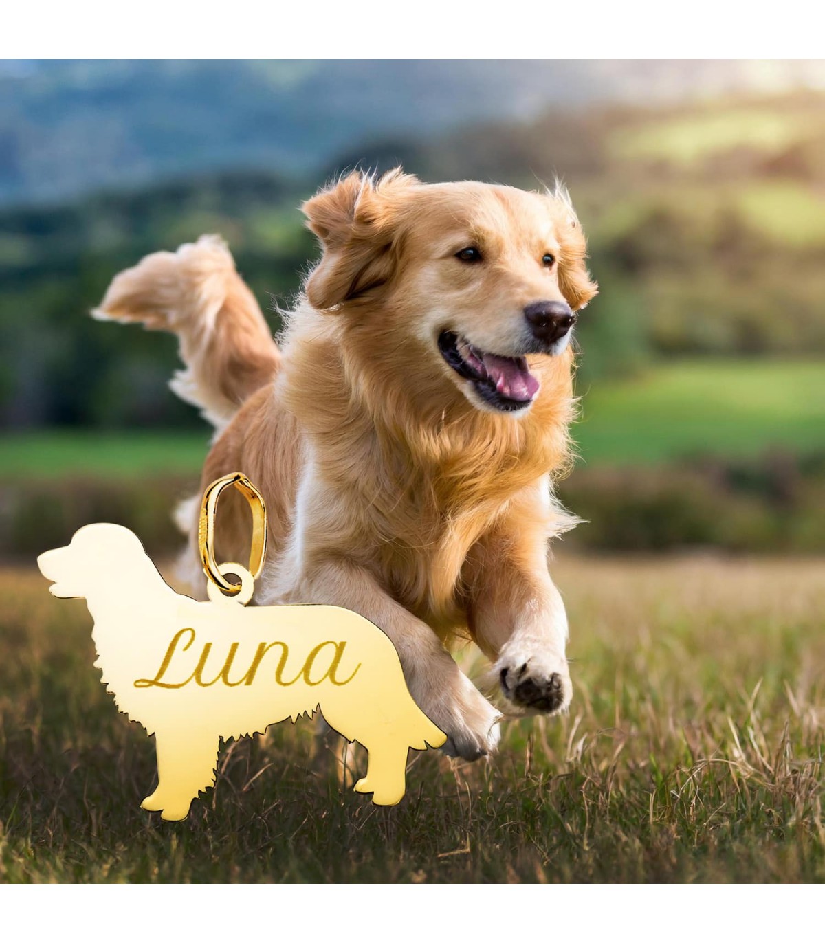 Collana cane Golden, ciondolo incisione - Gioielli animale domestico.