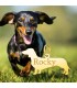 Collana cane con ciondolo e incisione gratuita nome di animale domestico.